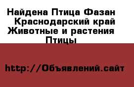 Найдена Птица Фазан - Краснодарский край Животные и растения » Птицы   